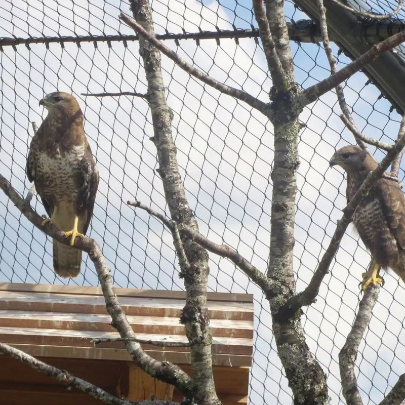 Drahtseilnetz für Vögel